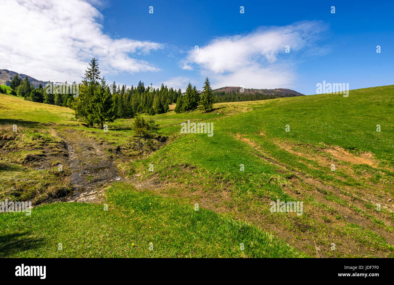 Petit ruisseau sauvage entre la forêt on grassy hillside. beau paysage dans le temps ensoleillé Banque D'Images