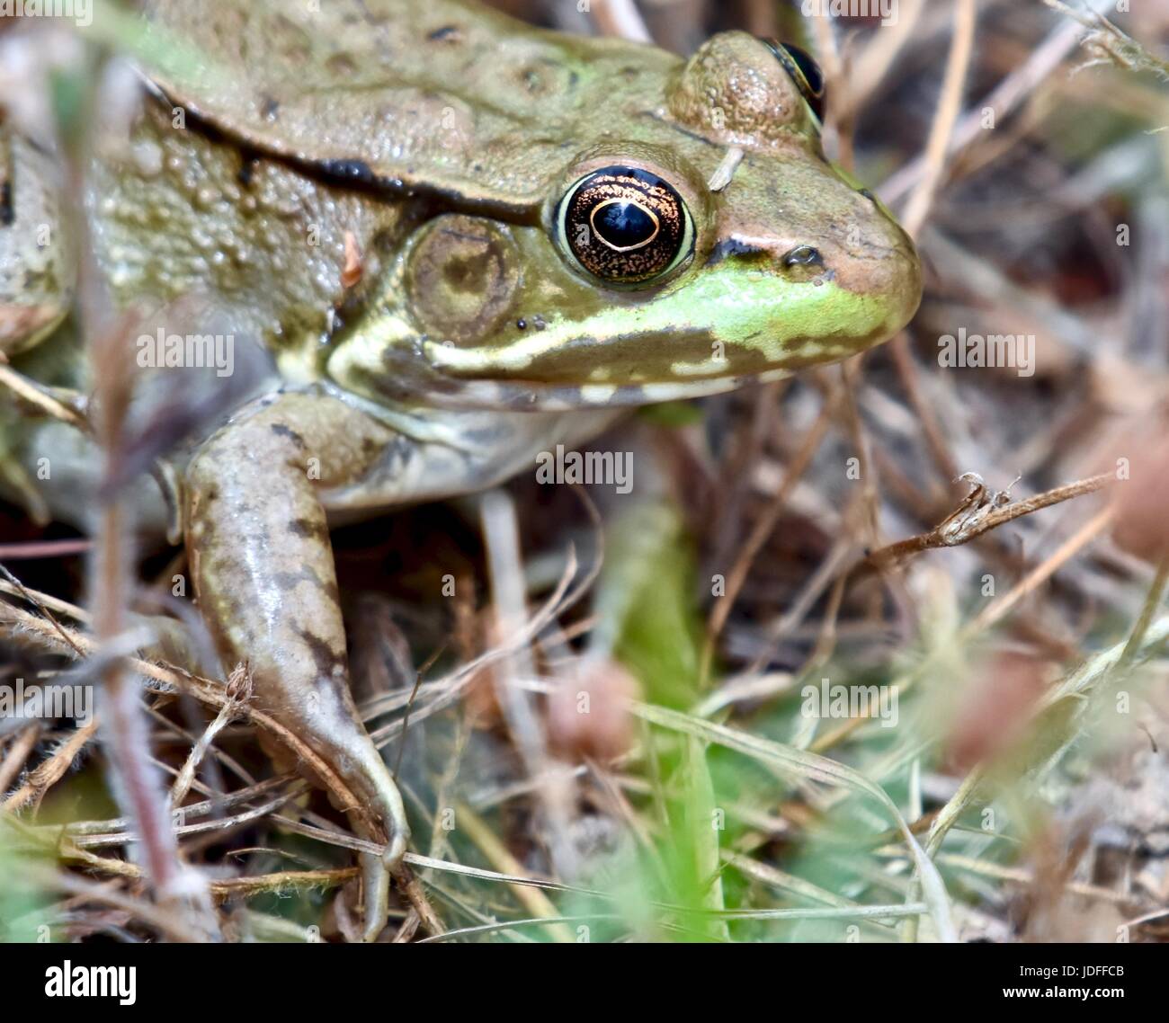 (Lithobates catesbeianus grenouille taureau américain) Banque D'Images
