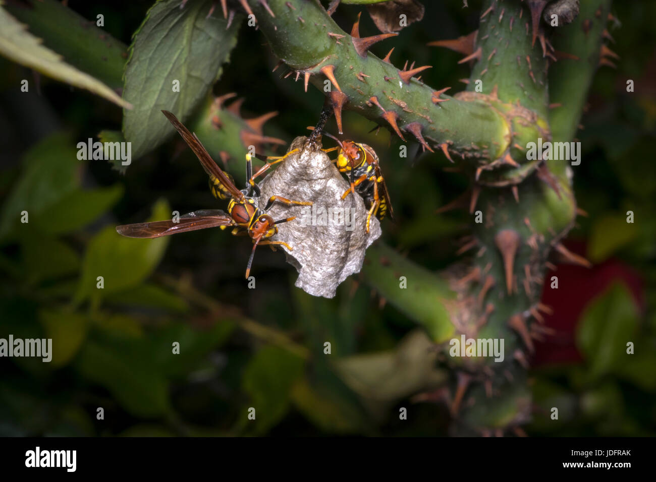 Les guêpes dangereux la construction d'un nouveau nid Banque D'Images