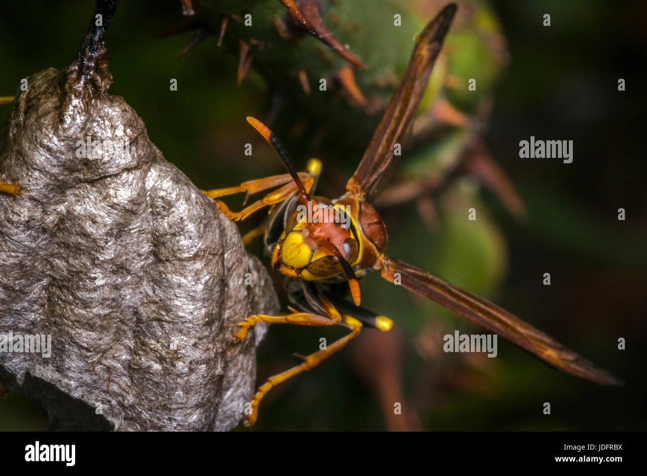 Guêpe dangereuse la construction d'un nouveau nid Banque D'Images