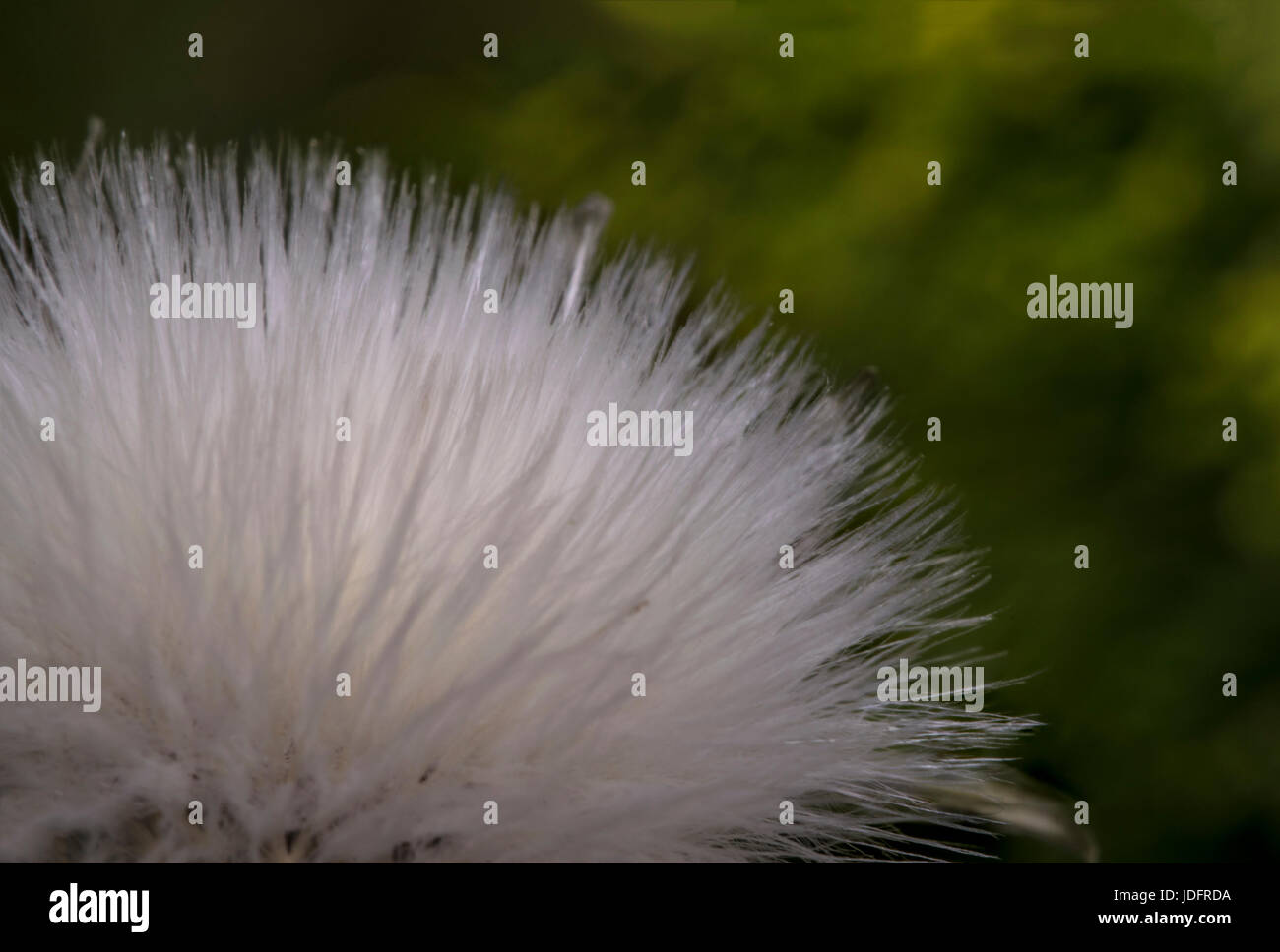 Petite fleur de coton blanc eriophorum dans la nature Banque D'Images