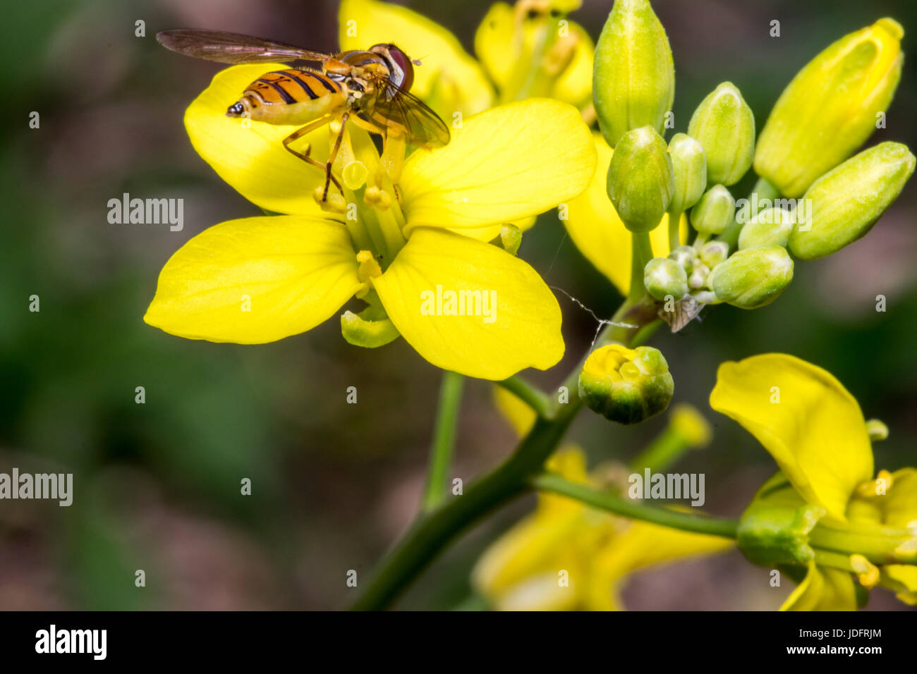 Episyrphus balteatus minuscule insecte sur une fleur jaune primevère Banque D'Images