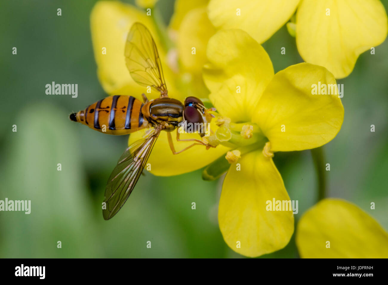 Episyrphus balteatus minuscule insecte sur une fleur jaune primevère Banque D'Images