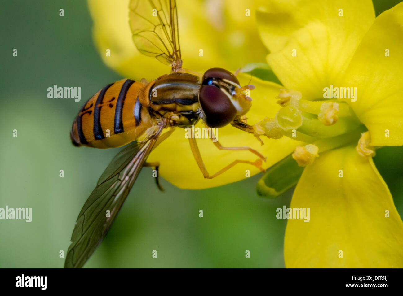 Episyrphus balteatus minuscule insecte sur une fleur jaune primevère Banque D'Images