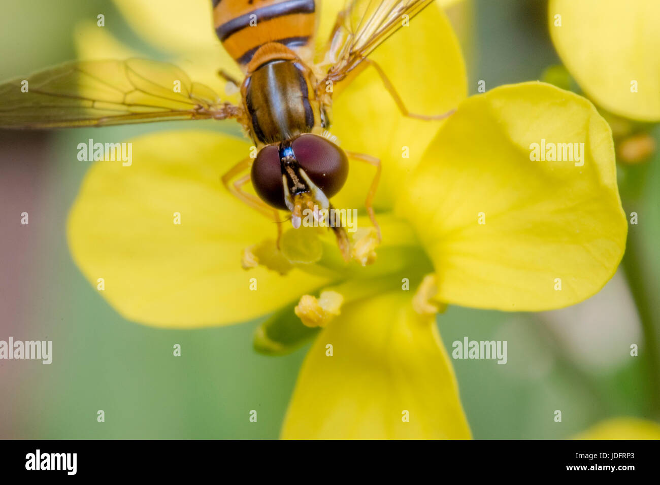Episyrphus balteatus minuscule insecte sur une fleur jaune primevère Banque D'Images
