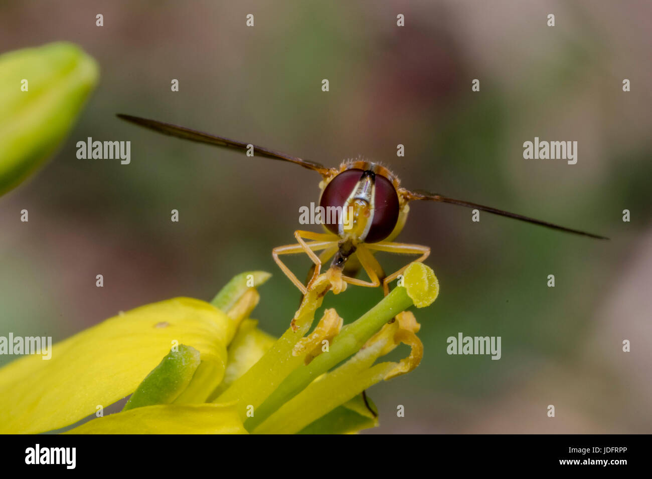 Episyrphus balteatus minuscule insecte sur une fleur jaune primevère Banque D'Images