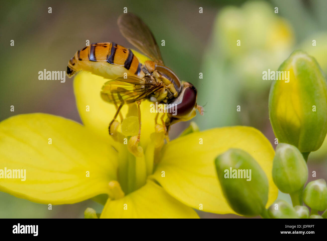 Episyrphus balteatus minuscule insecte sur une fleur jaune primevère Banque D'Images