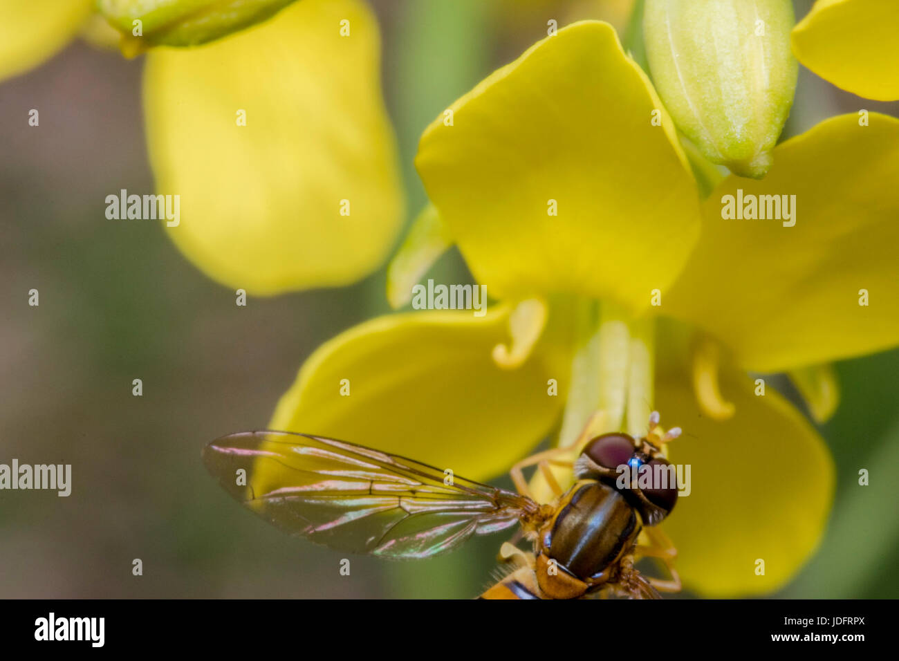 Episyrphus balteatus minuscule insecte sur une fleur jaune primevère Banque D'Images