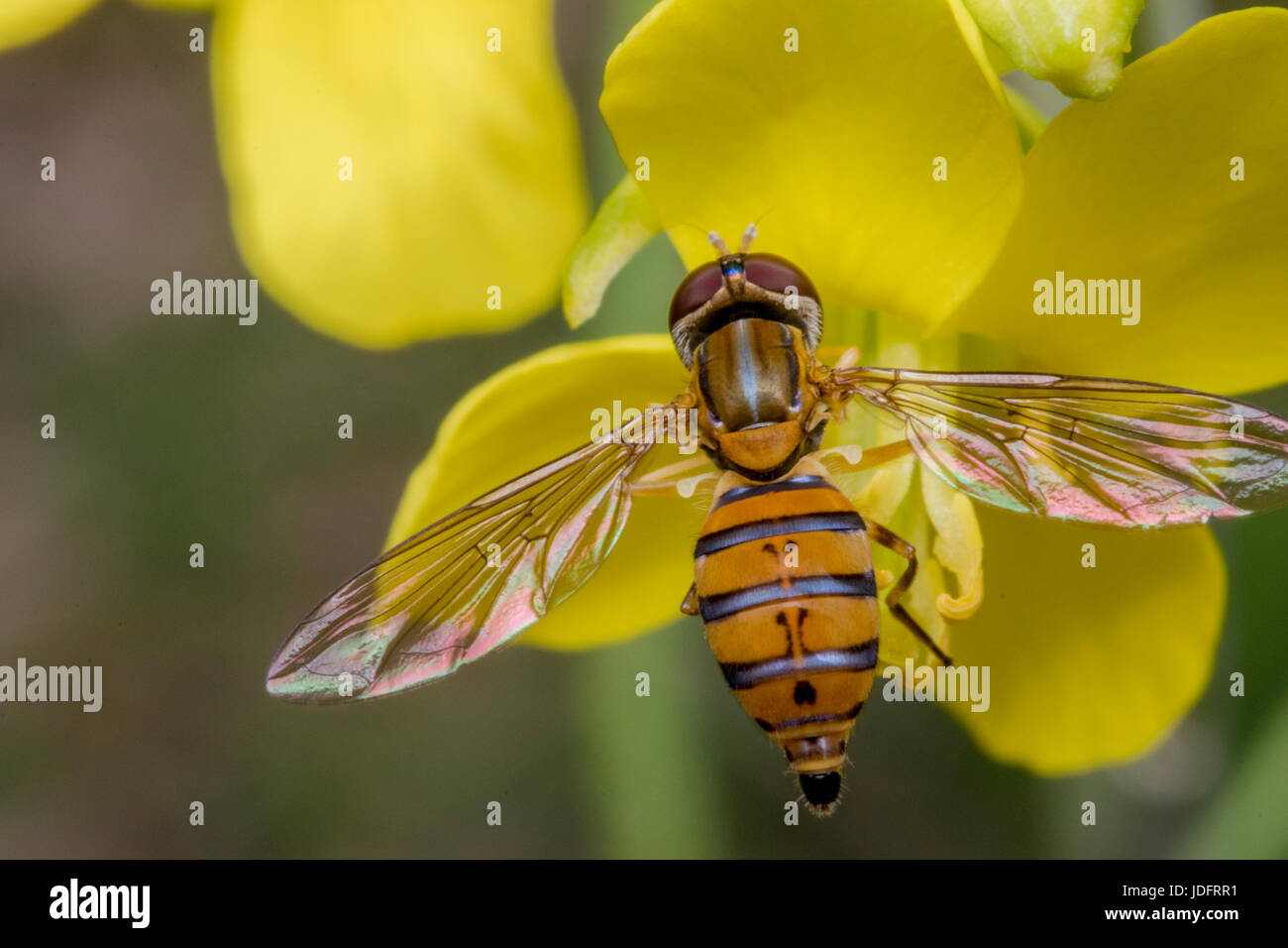 Episyrphus balteatus minuscule insecte sur une fleur jaune primevère Banque D'Images