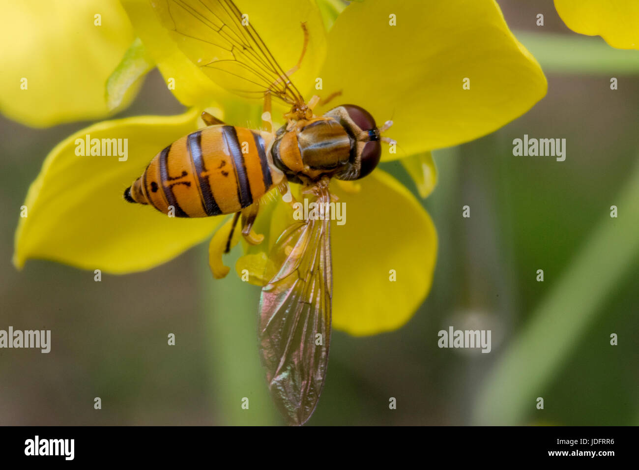 Episyrphus balteatus minuscule insecte sur une fleur jaune primevère Banque D'Images