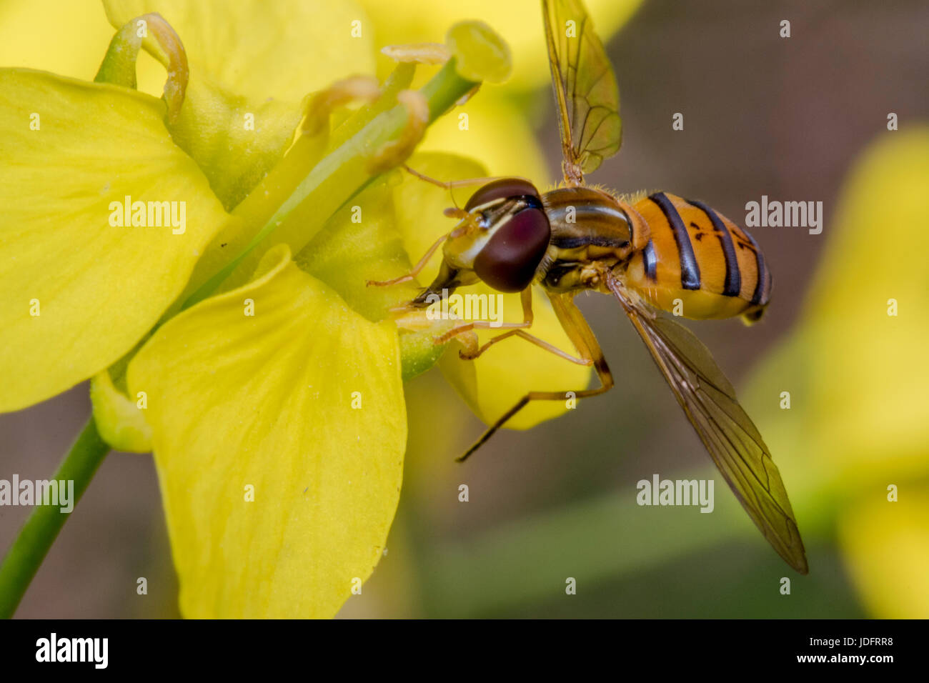 Episyrphus balteatus minuscule insecte sur une fleur jaune primevère Banque D'Images