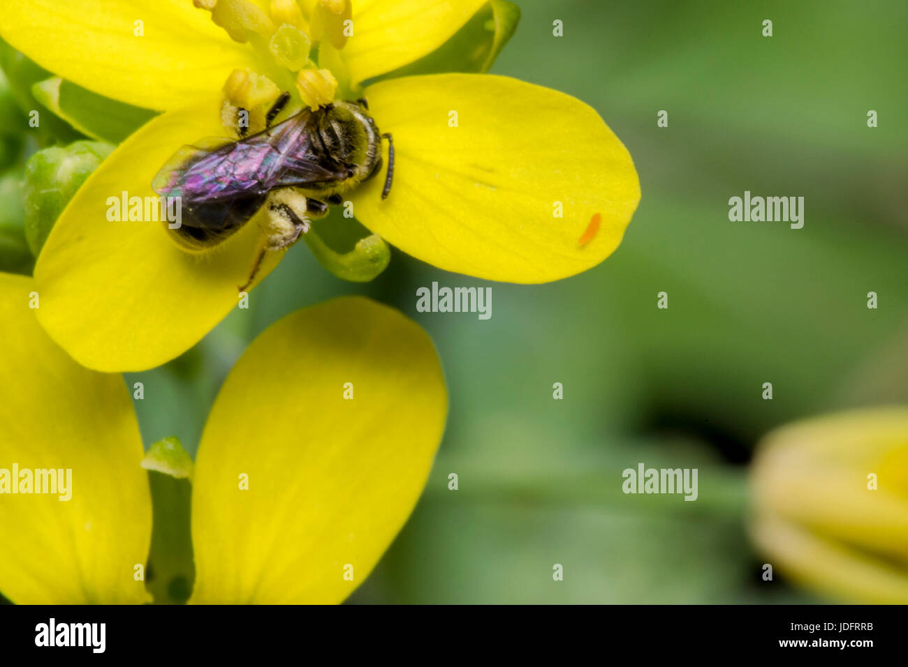 Petite guêpe noire sur une fleur jaune primevère Banque D'Images