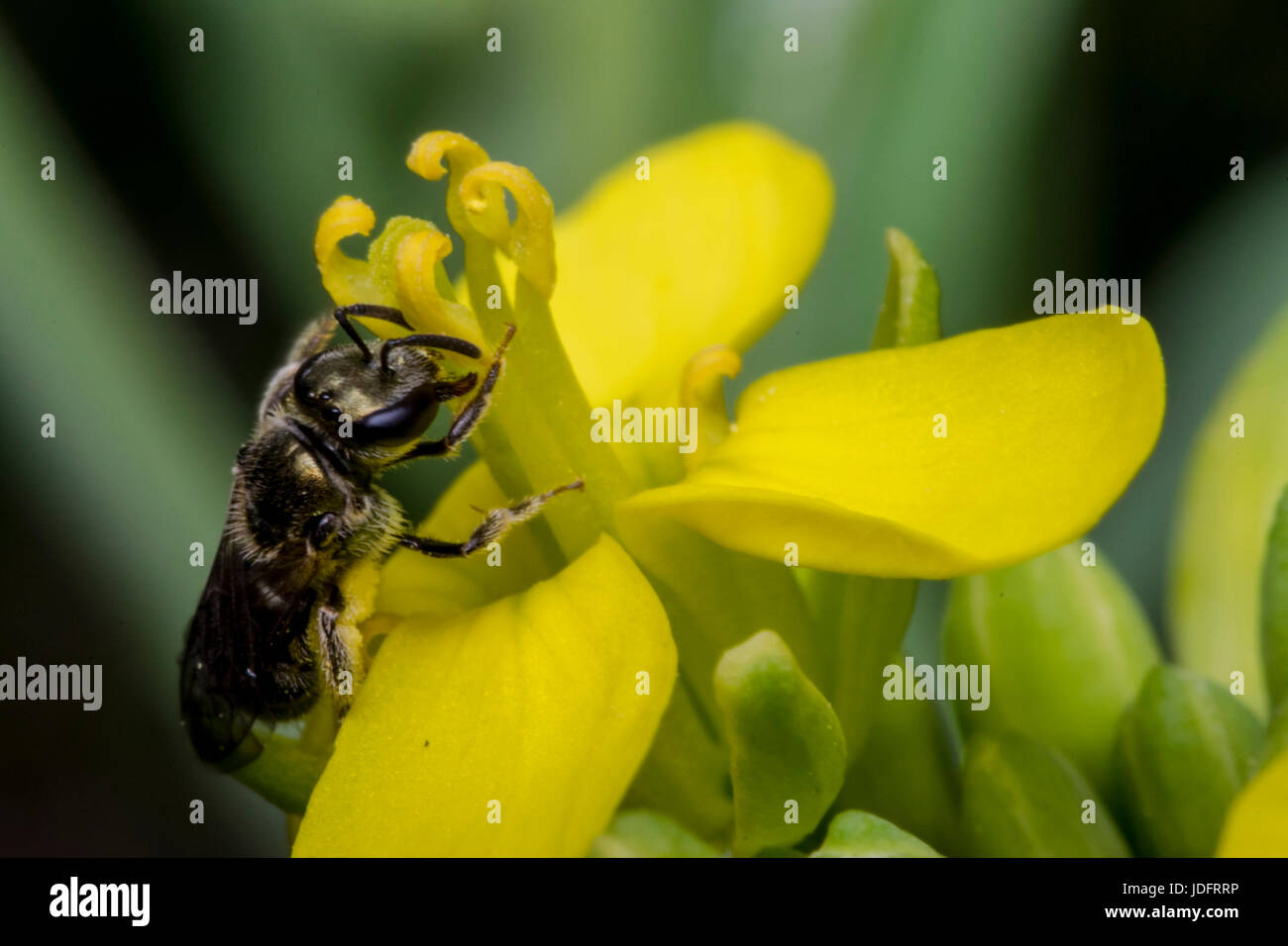 Petite guêpe noire sur une fleur jaune primevère Banque D'Images