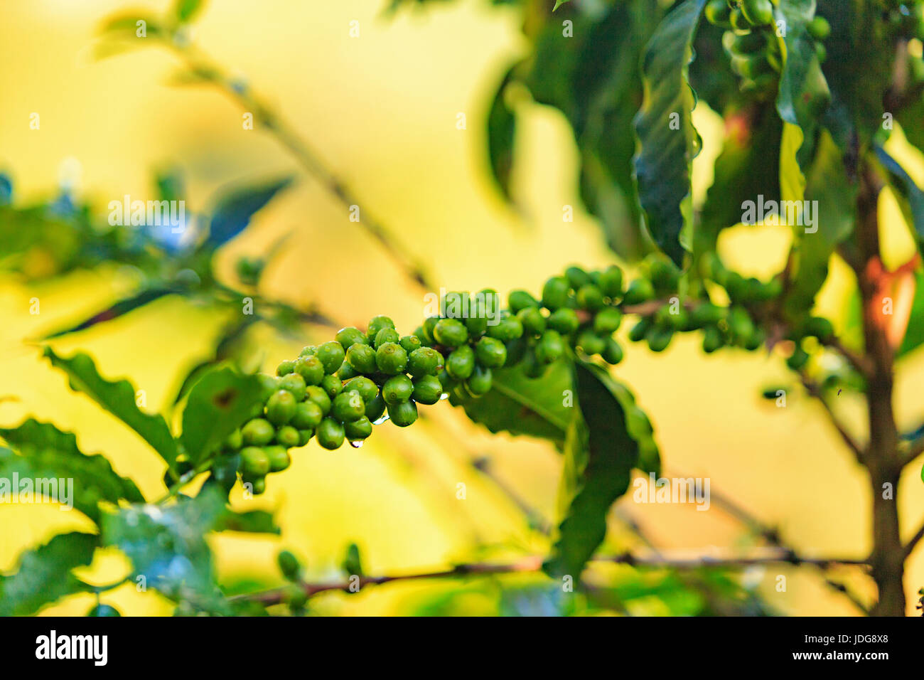 Rosée sur le café vert fruits près de Manizales dans le triangle du café de Colombie. Banque D'Images