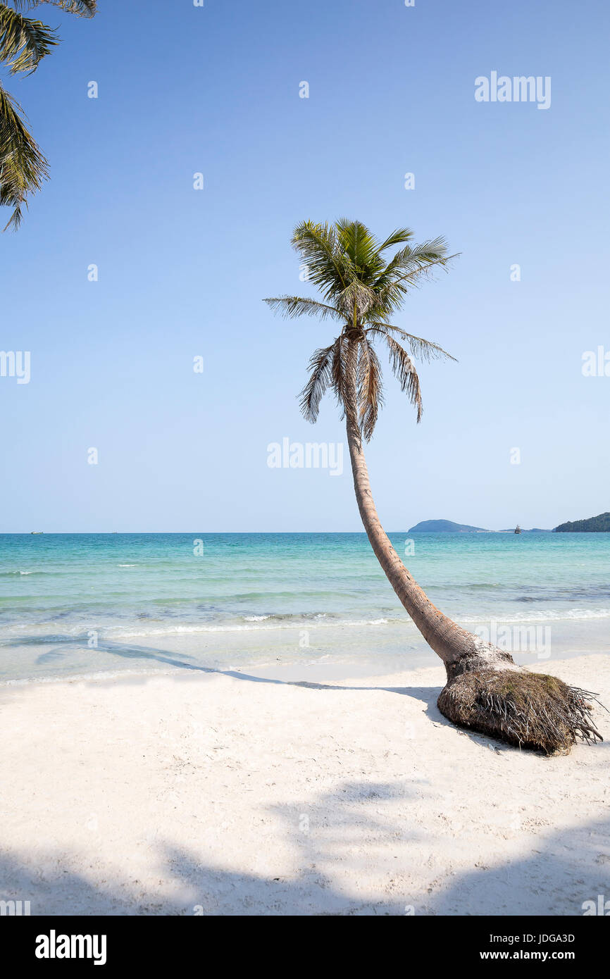 Cocotiers Palmiers Ciel Bleu Clair De Phu Quoc Island Kien Giang Viet Nam Ete Vacances Photo Stock Alamy