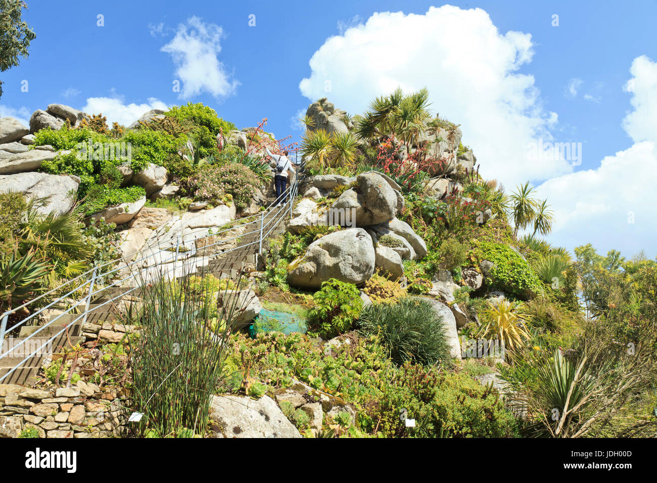 France, Finistère (29), Roscoff, le jardin exotique, le rocher appelé Roc'h Hievec couvert de plantes australes et l'escalier qui permet d'accéder au Banque D'Images