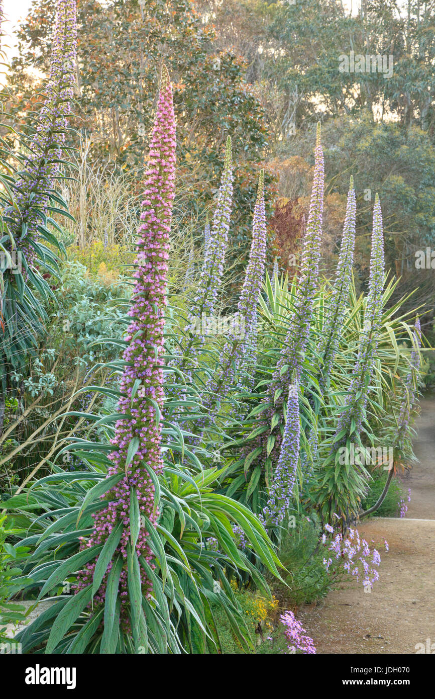 France, Finistère (29), Roscoff, le jardin exotique, allée bordée de vipérines des Canaries hybride de Roscoff (Echium pininana X wildpretii) (utilisation Banque D'Images