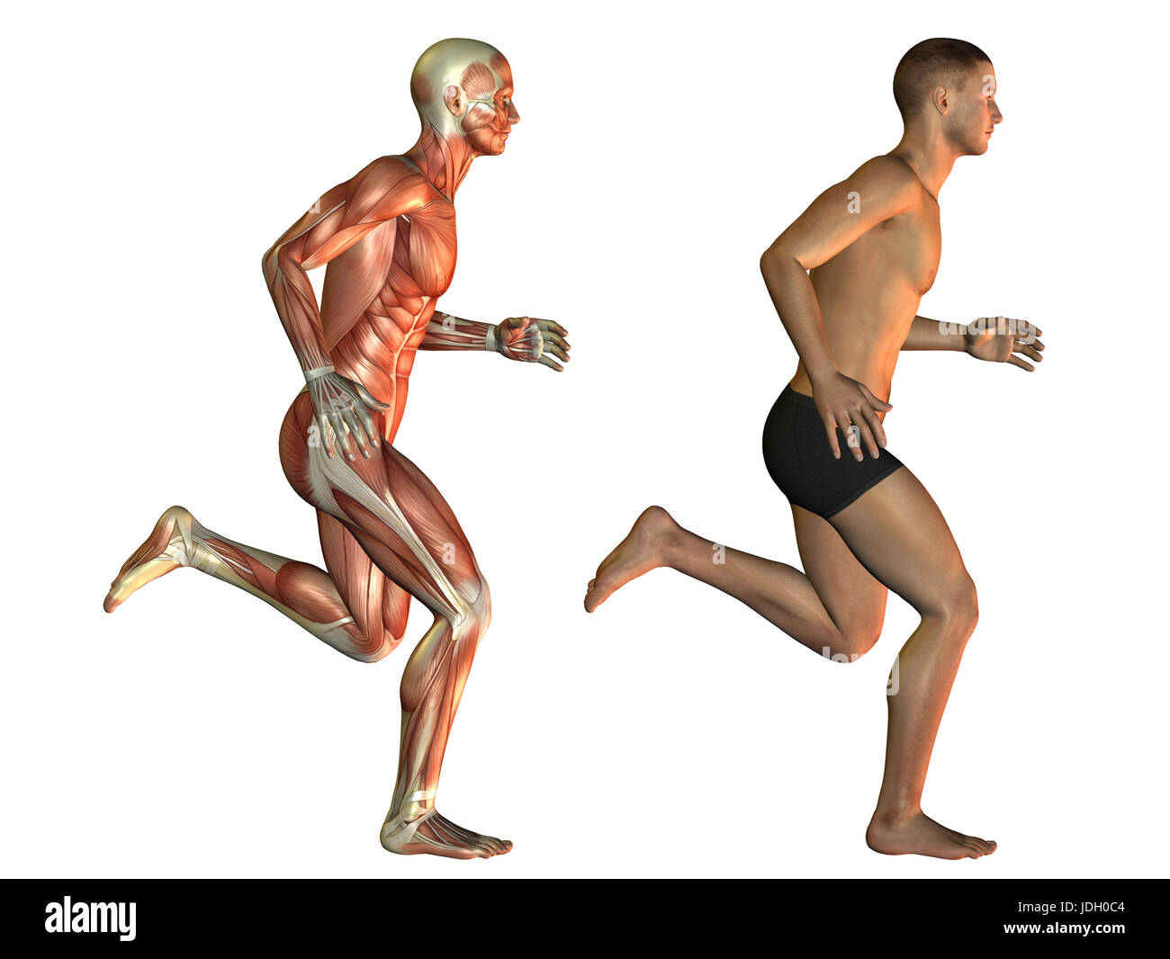 Sport, Sport, muscle, illustration, le renforcement musculaire, le corps,  l'homme, jambes, motion Photo Stock - Alamy