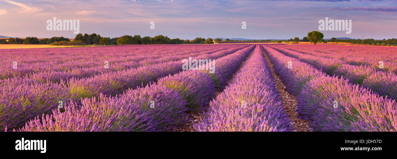 Lever de soleil sur les champs de lavande en fleurs sur le plateau de Valensole en Provence dans le sud de la France. Banque D'Images
