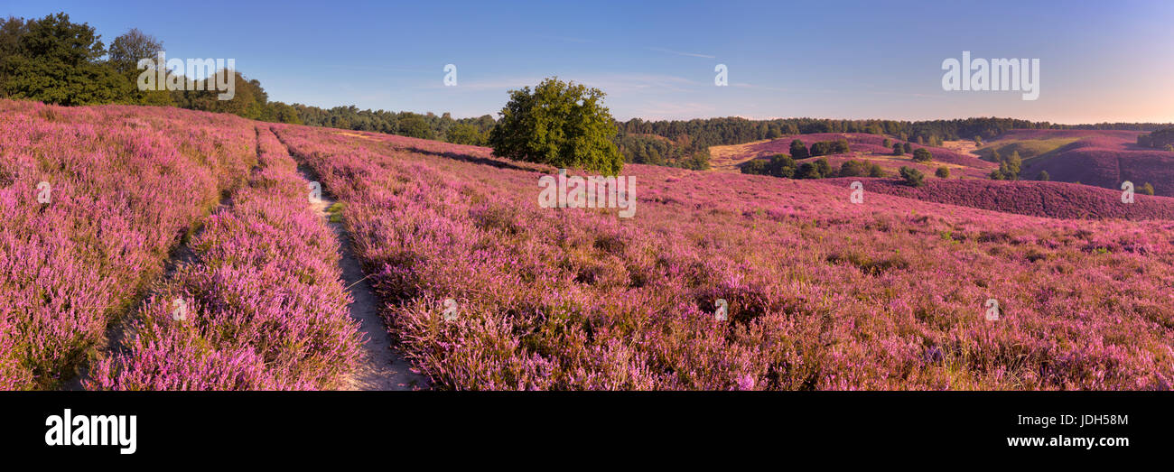 Un chemin à travers les collines sans fin de fleurs de bruyère. Posbank photographiés à l'aux Pays-Bas. Banque D'Images
