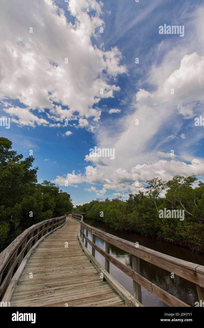 Pont de bois sur une forêt de mangrove - robinson préserver, Florida, USA Banque D'Images
