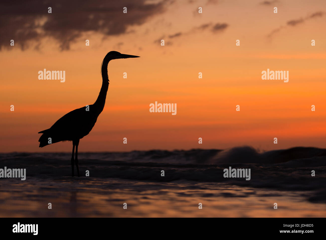 Coucher du soleil oiseau heron silhouette - Anna Maria Island, Floride, USA Banque D'Images