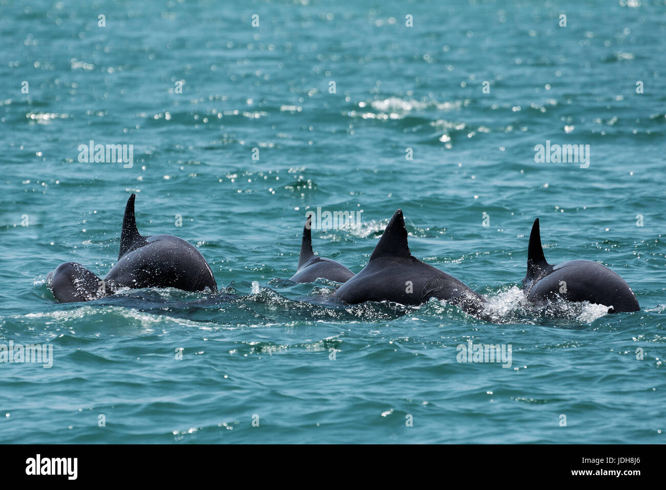 Grand dauphin famille pod - Anna Maria Island, Floride, USA Banque D'Images