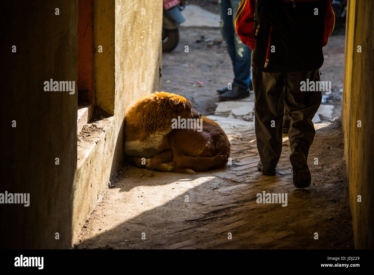 Chien dans une ruelle étroite dans Thamel, Katmandou, Népal Banque D'Images