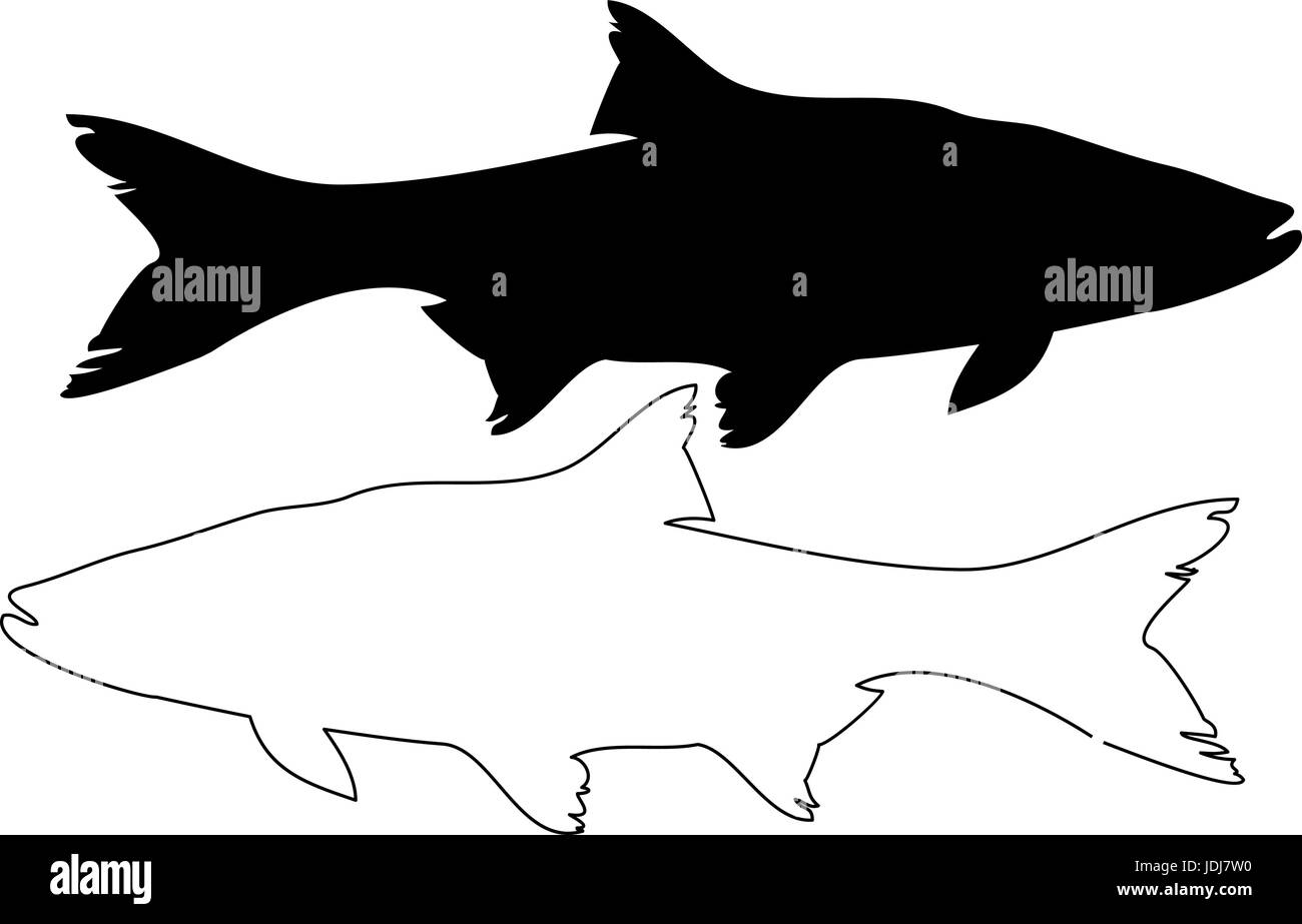 Silhouette vecteur, ASP (Aspius aspius), Illustration de Vecteur