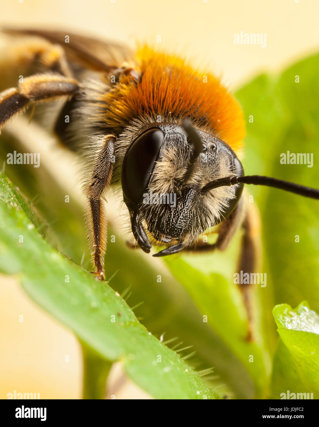 L'exploitation minière à queue Orange, Andrena Haemorrhoa Bee Banque D'Images