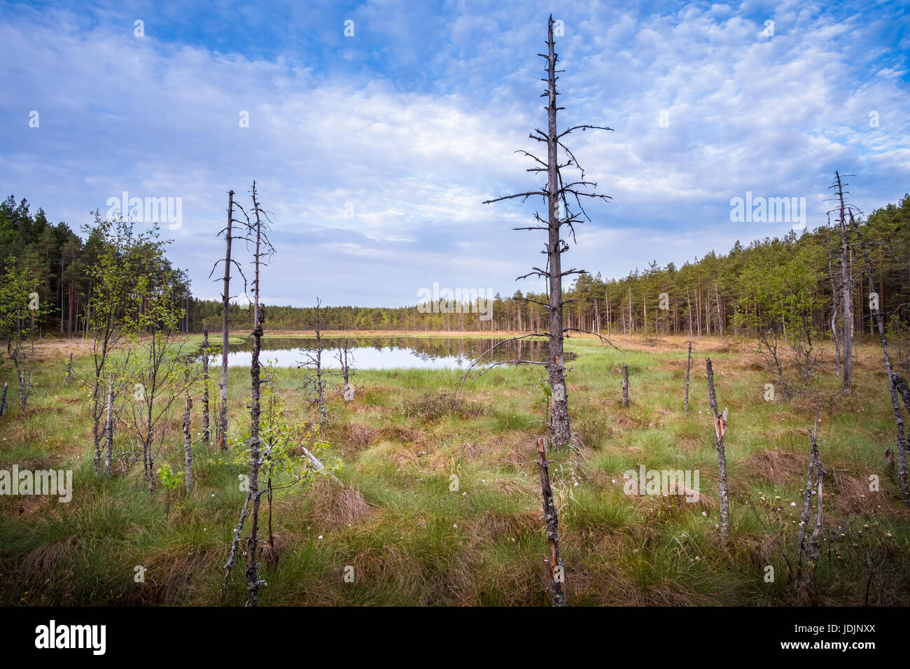 Paysage panoramique à partir de la mire à matin d'été dans le Parc National, Liesjärvi, Finlande. Banque D'Images
