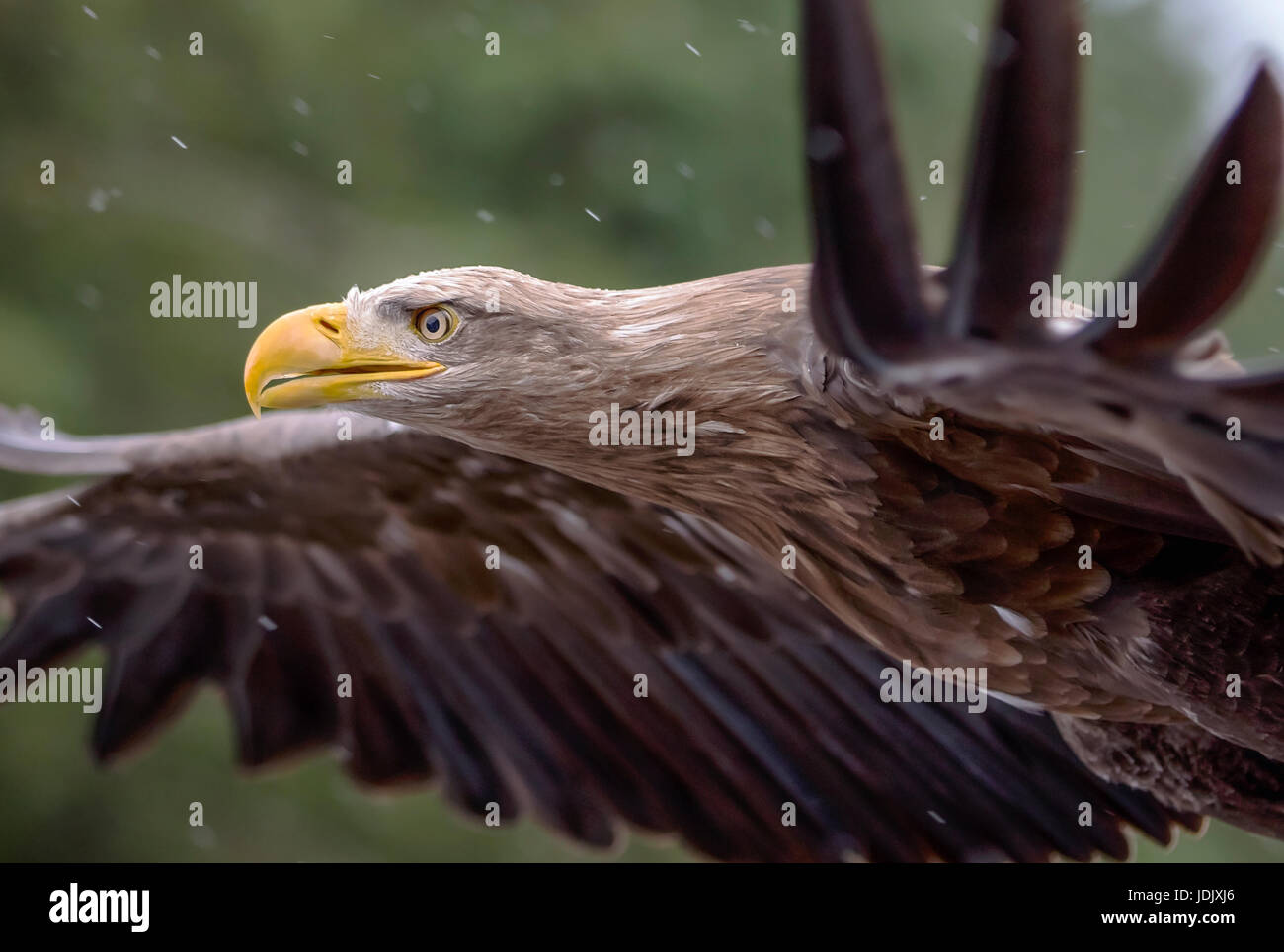 Un cerf de l'Aigle de mer en vol Banque D'Images