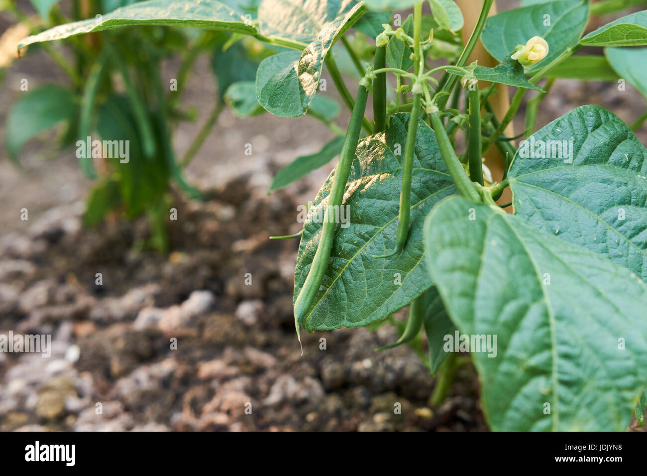 Des plants de haricot nain 'Ferrari' poussant dans un sol riche en compost dans un potager, au Royaume-Uni. Banque D'Images