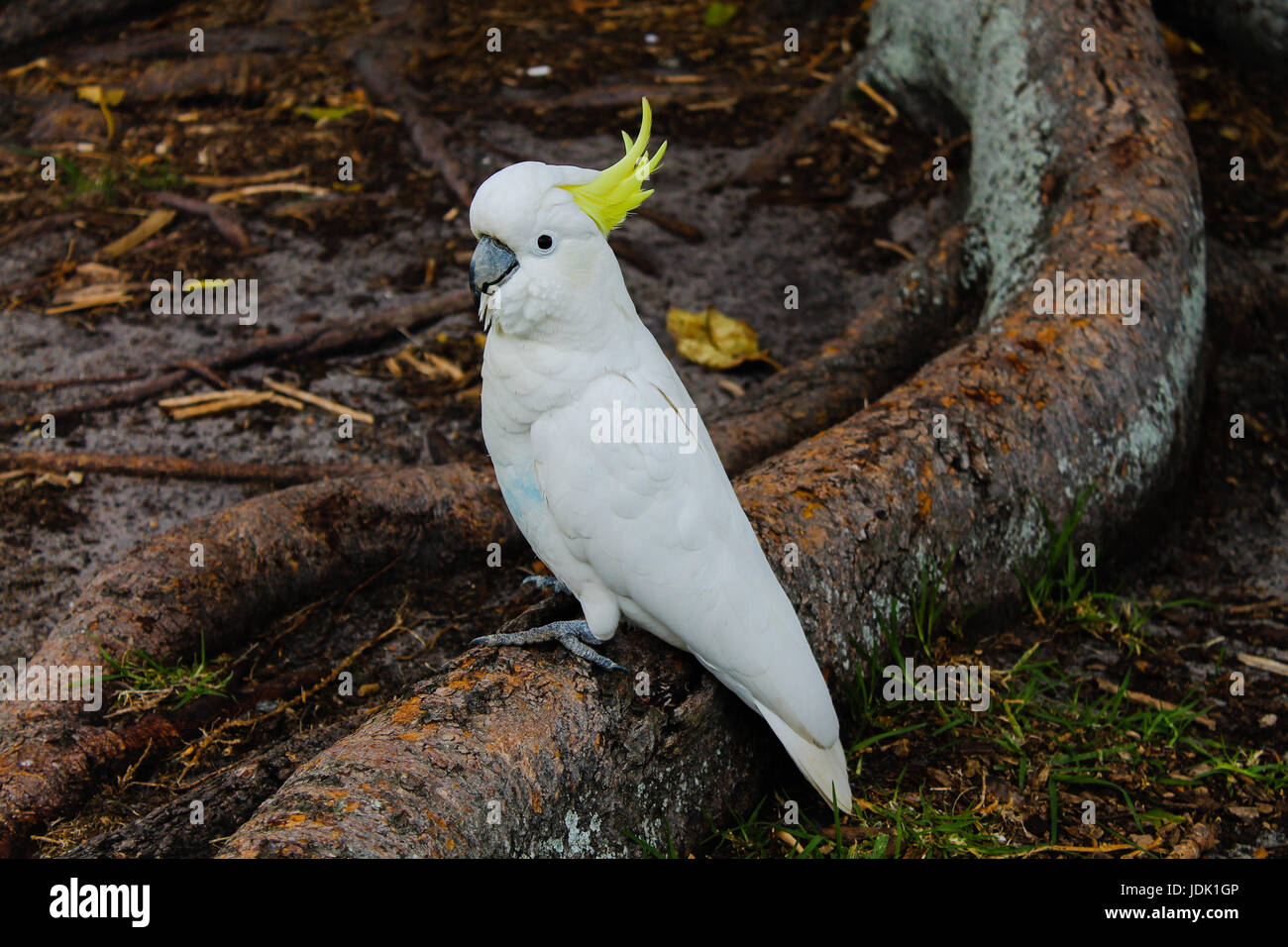 Cockatoo Banque D'Images