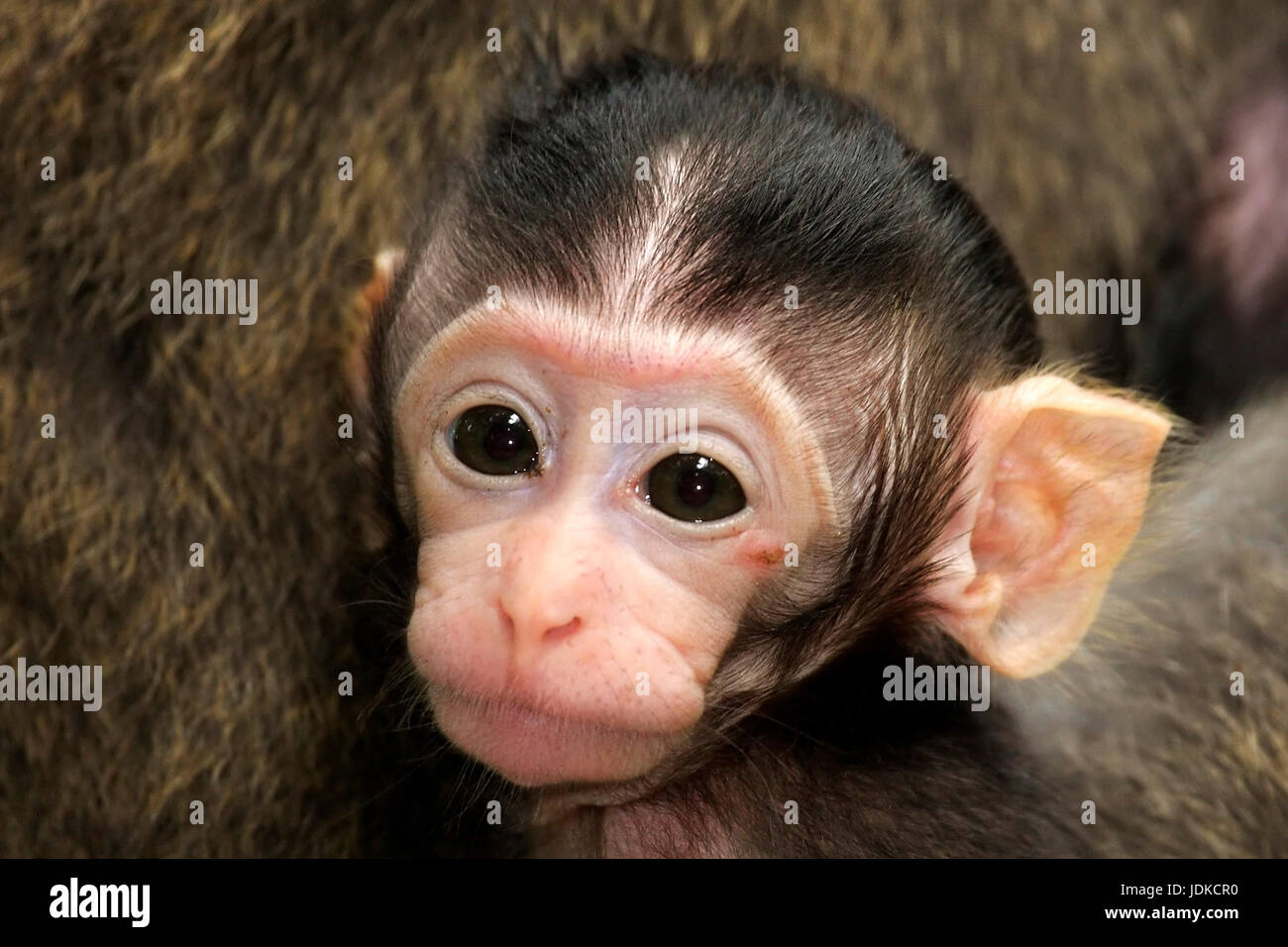 Langschwanzmakak, jeune animal, bébé, bébé, Jungtier , Banque D'Images