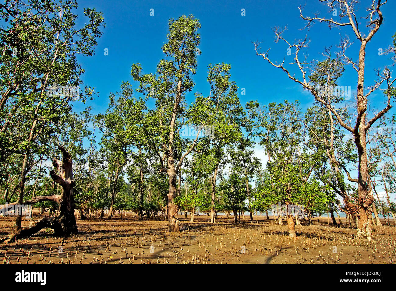 Les mangroves dans le parc national de Bako en Malaisie, Mangroven im Nationalpark Bako en Malaisie Banque D'Images