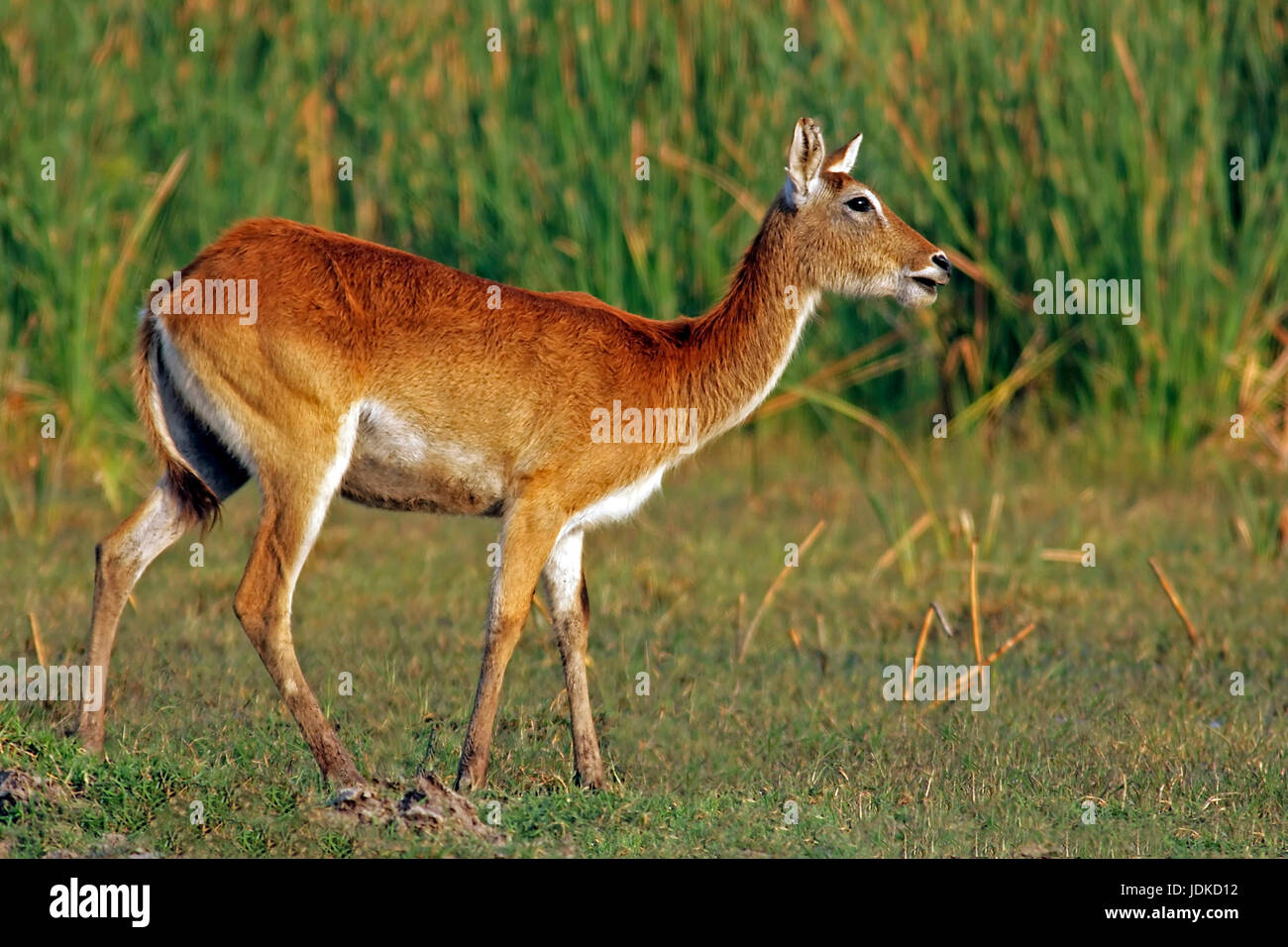 Moor antilope, Moorantilope Banque D'Images