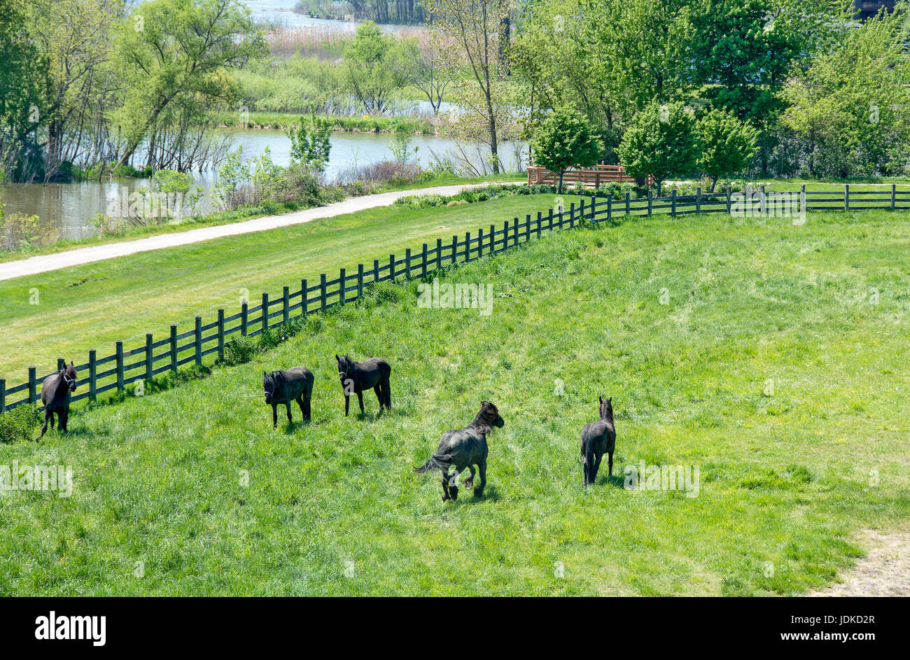 Cheval frison noir au vert Pâturage par river dans la région de Holland au Michigan Banque D'Images