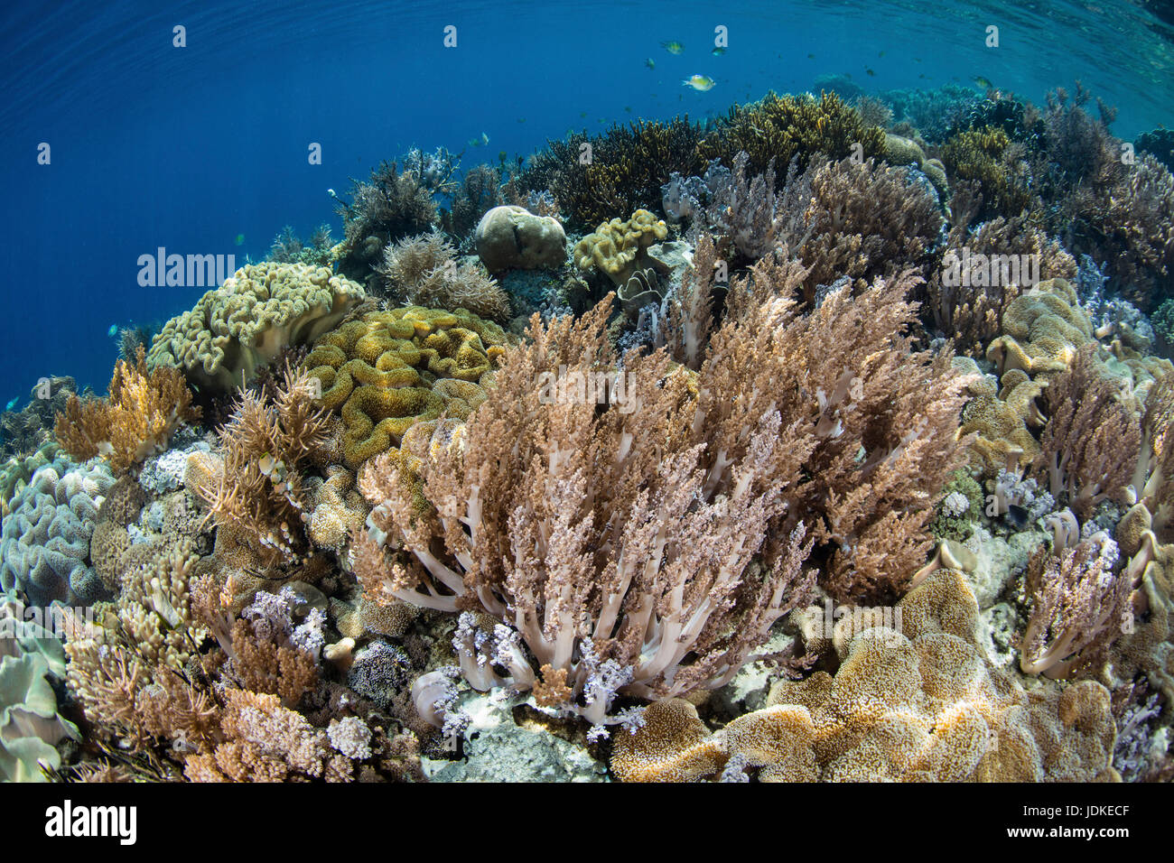 Haut récif riche en espèces, Raja Ampat, Papouasie occidentale, en Indonésie Banque D'Images