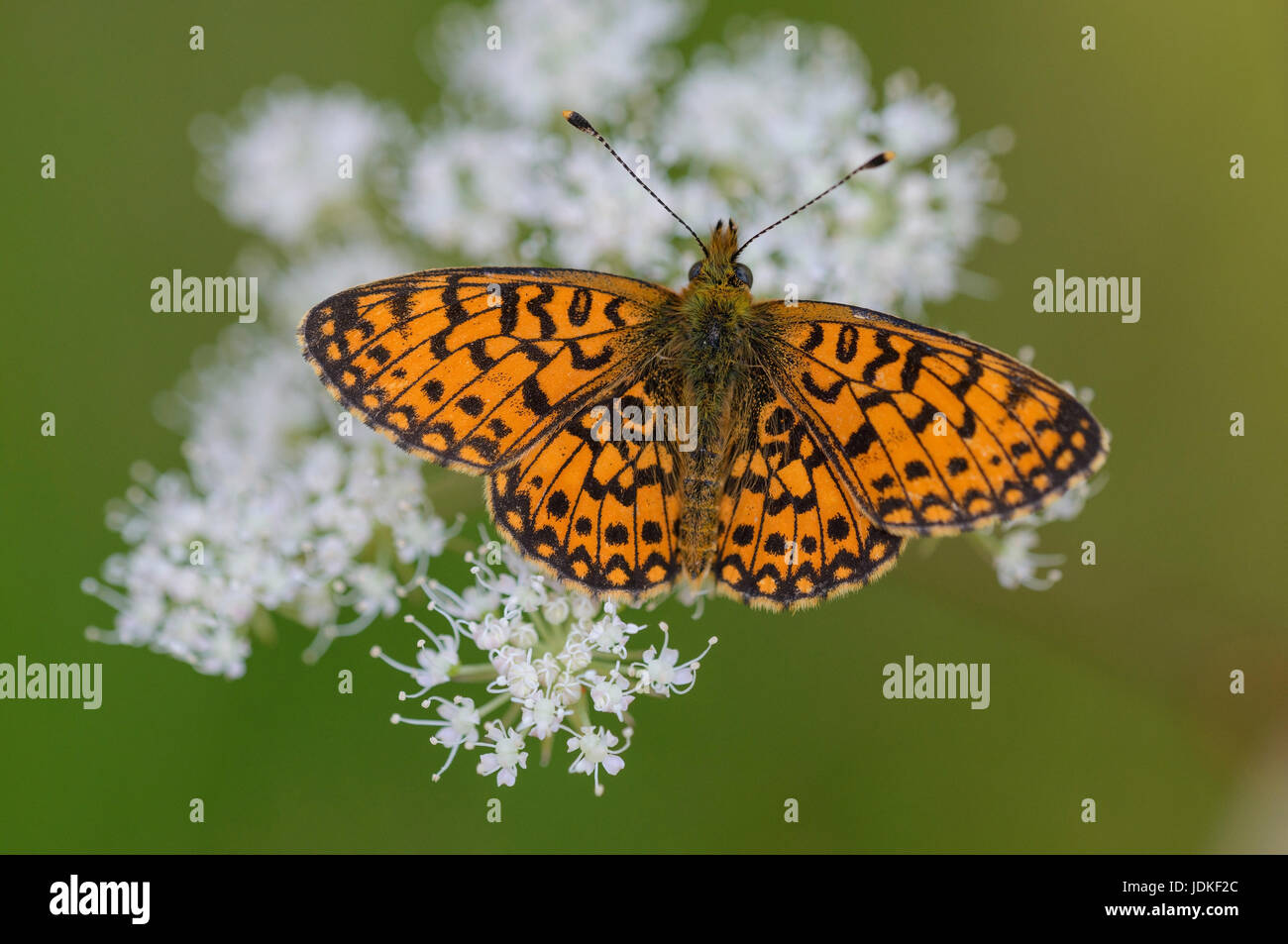 Brown-marbrées de nacre papillon est assis sur une fleur blanche ombelle, Braunfleckiger Perlmuttfalter Bluetendolde sitzt auf einer weißer bär Banque D'Images