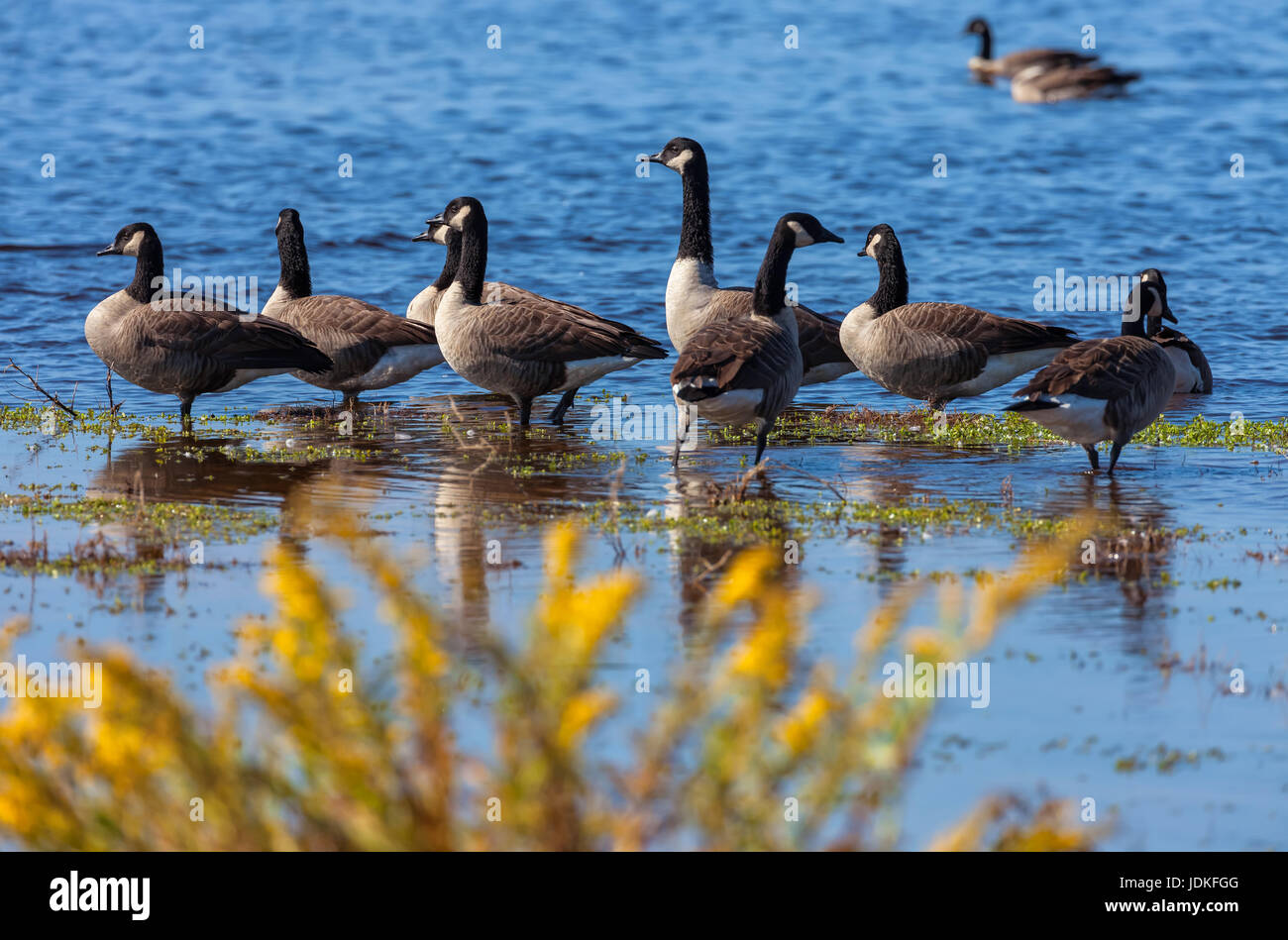 Troupeau d'oies canadiennes à la réserve naturelle nationale de Chincoteague, en Virginie, aux États-Unis. Banque D'Images