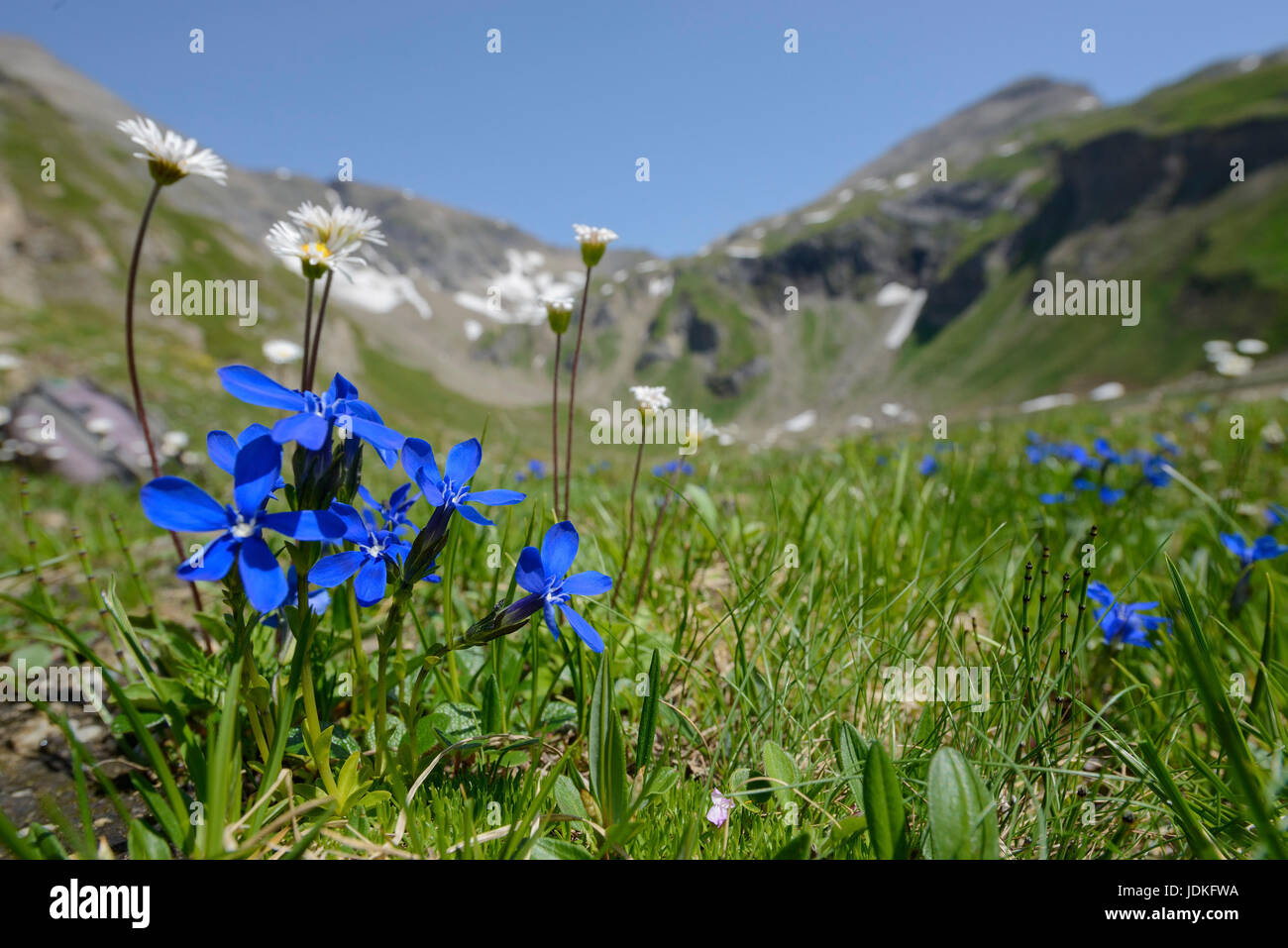 Gentiane de printemps sur un alpage, Frühlings-Enzian auf einer Alm Banque D'Images