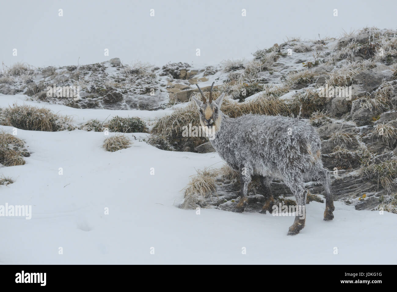 G ?mse avec givre, fourrure, vereistem Gämse mit a diminué Banque D'Images