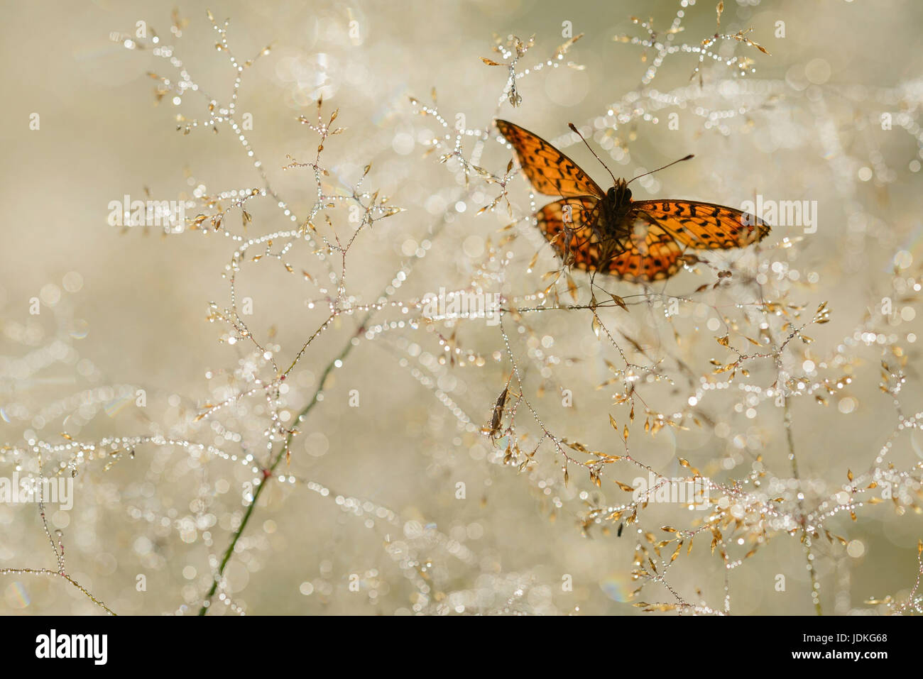 Brown-marbrées de nacre papillon est assis dans l'herbe laden avec corde, Braunfleckiger Perlmuttfalter taubehangenem sitzt en Gras Banque D'Images