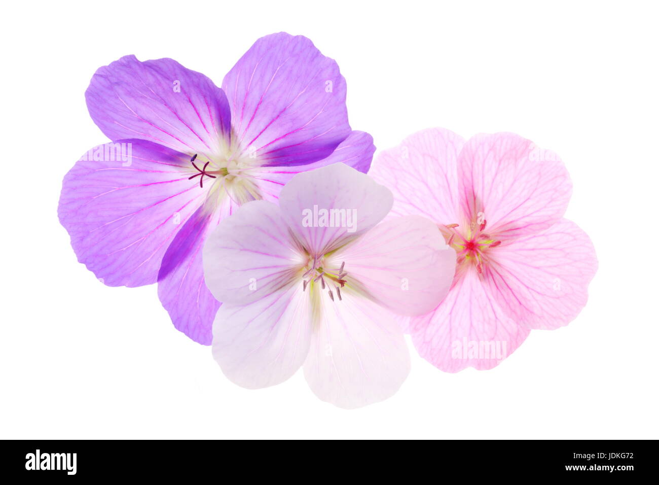 Trois géraniums , violet, rose et blanc isolé sur fond blanc. Banque D'Images