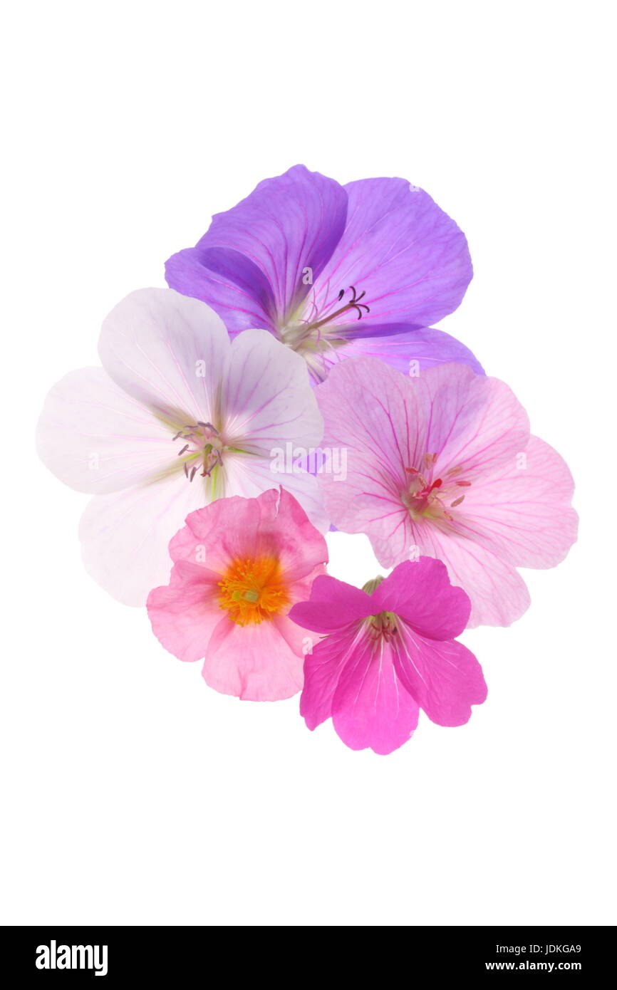Un mélange de Chalet jardin fleurs) ; avec des couleurs qui complètent les uns les autres. Banque D'Images