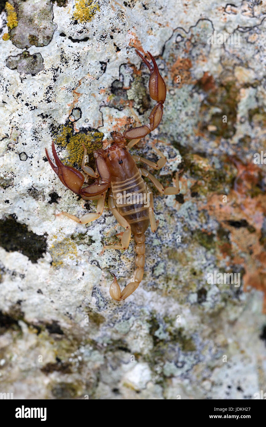 Scorpion est assis sur une pierre couverte de lichen, Euscorpius spec., Skorpion sitzt auf einem-bewachsenem Biodiversität Stein Banque D'Images