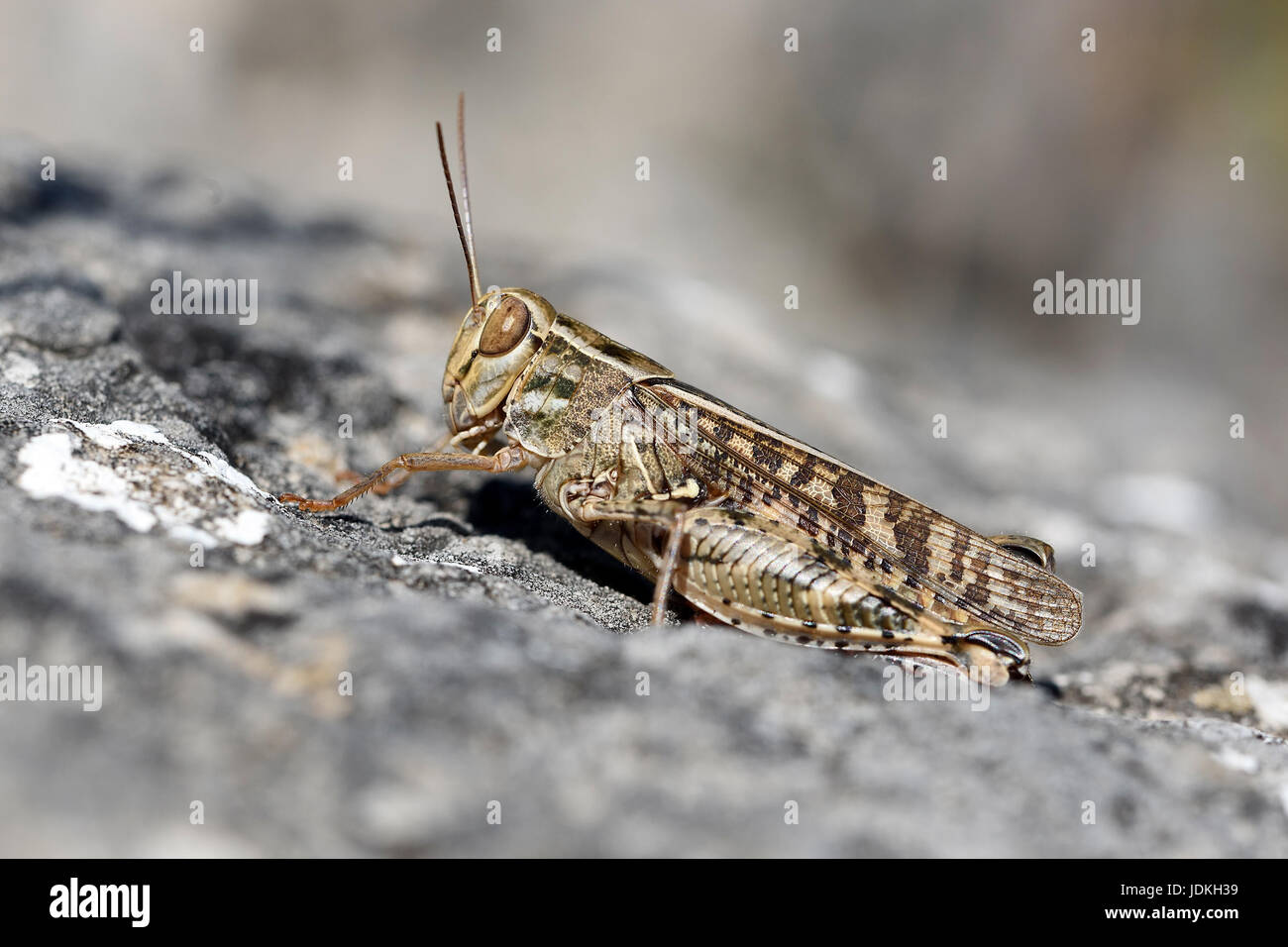 Des frayeurs nice italien est assis sur une pierre, Calliptamus italicus, Schönschrecke , Von sitzt auf einem Stein Banque D'Images