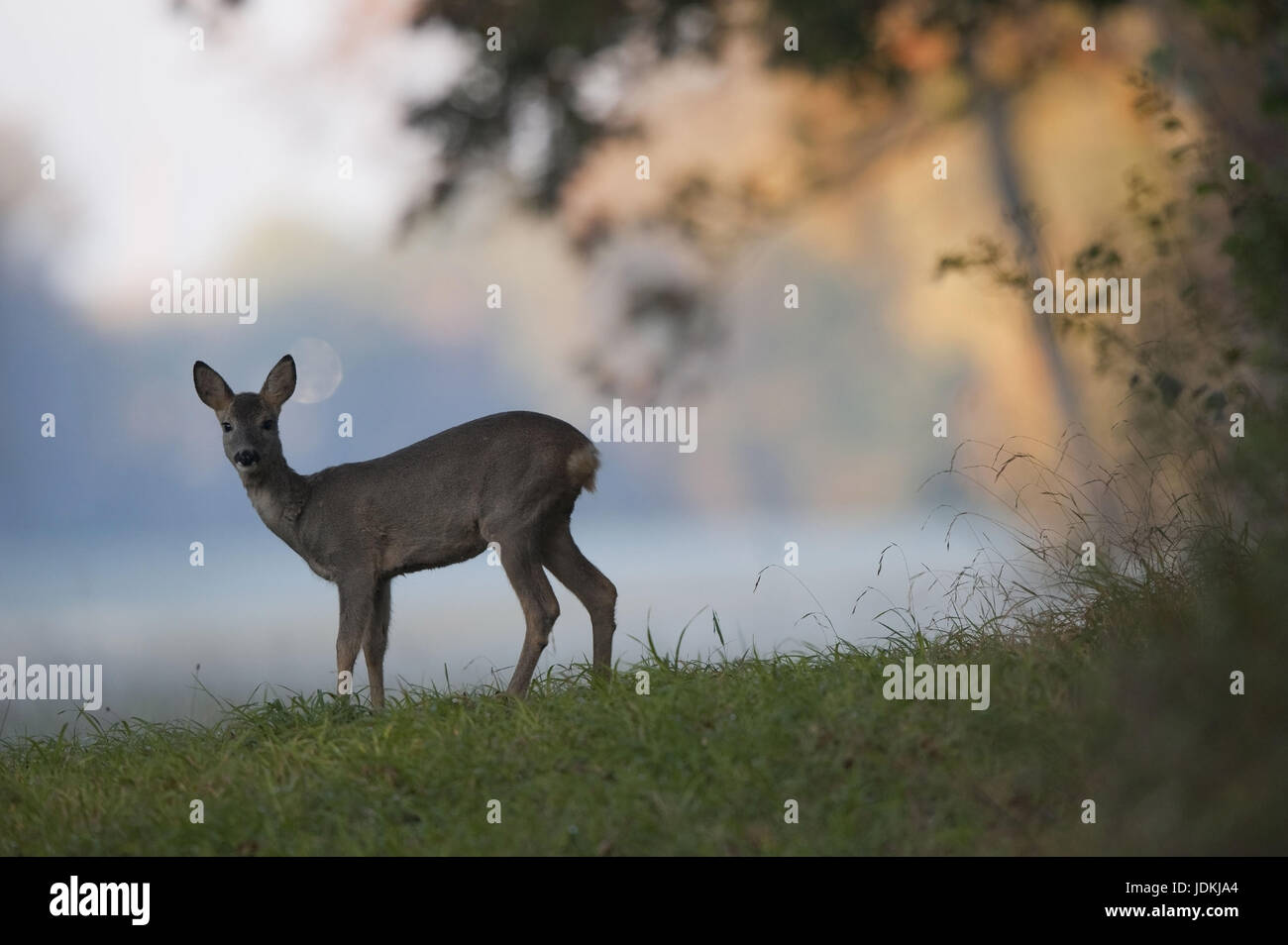 Artiodactyla, le mouvement, la saison du rut, cervidés, réel, qui comprend les chevreuils, cerfs, animaux à onglons, N, mammifères, les ruminants, morceau de bumf effe Banque D'Images