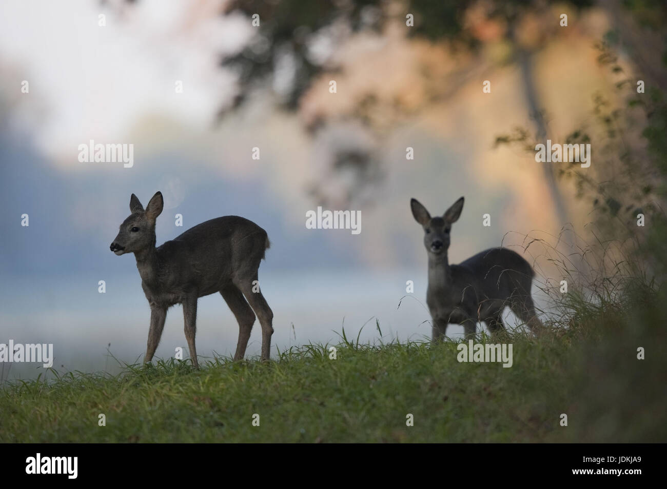 Artiodactyla, le mouvement, la saison du rut, cervidés, réel, qui comprend les chevreuils, cerfs, animaux à onglons, N, mammifères, les ruminants, morceau de bumf effe Banque D'Images